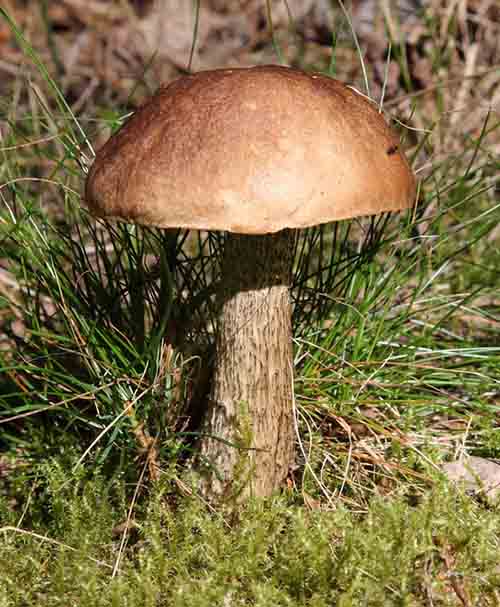 Koźlarz babka (Leccinum scabrum) grzybnia mikoryzowa - obrazek 2