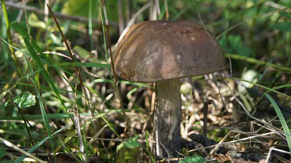 Koźlarz babka (Leccinum scabrum) grzybnia mikoryzowa - obrazek 5