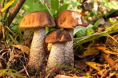 Koźlarz babka (Leccinum scabrum) grzybnia mikoryzowa - obrazek 4