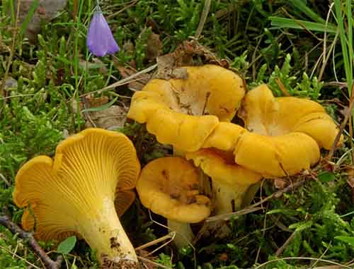 Kurka (Cantharellus cibarius) grzybnia mikoryzowa - obrazek 4