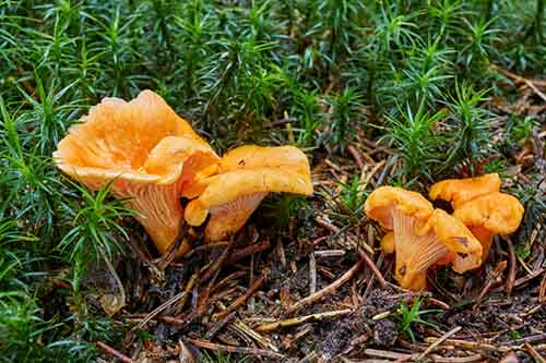 Kurka (Cantharellus cibarius) grzybnia mikoryzowa - obrazek 5