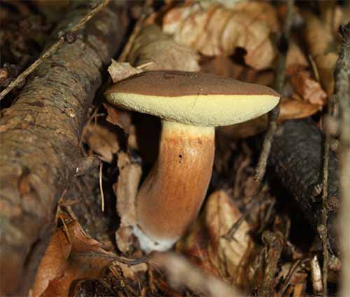 Podgrzybek brunatny (Boletus babidus) grzybnia - obrazek 4
