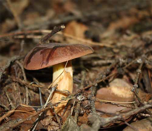 Podgrzybek brunatny (Boletus babidus) grzybnia - obrazek 2