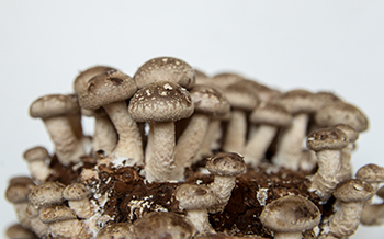 Boczniak ostrygowaty balot i Shiitake 3 l – dwa podłoża - obrazek 4