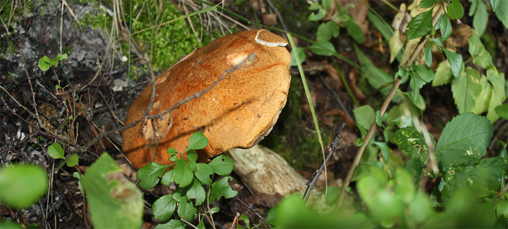 Grzybnia mikoryzowa koźlarza czerwonego 100–150 g - obrazek 5
