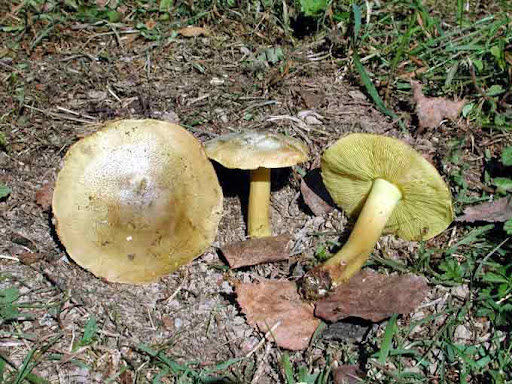 Grzybnia mikoryzowa gąski zielonki Tricholoma equestre - obrazek 4