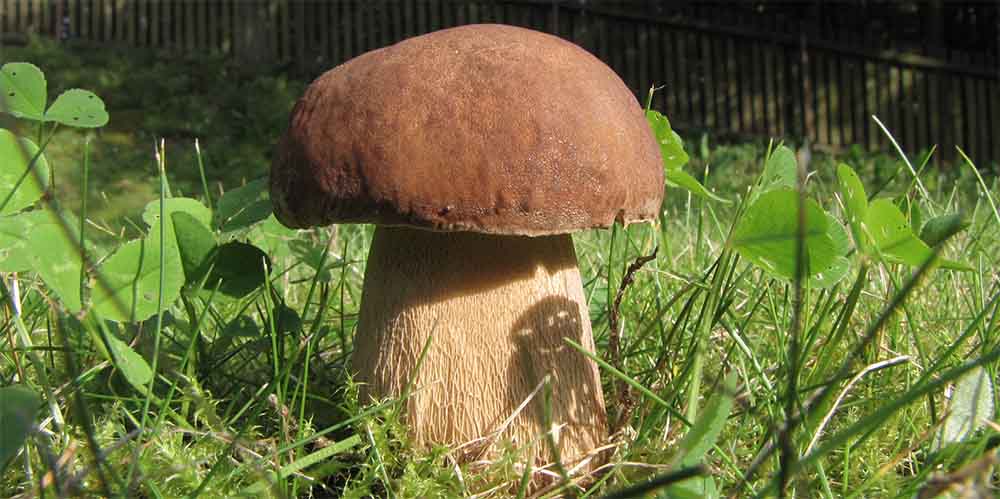 Borowik usiatkowany (Boletus reticulatus) grzybnia - obrazek 6