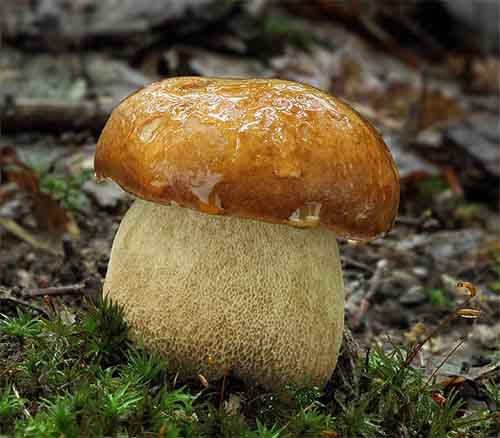 Borowik usiatkowany (Boletus reticulatus) grzybnia - obrazek 3