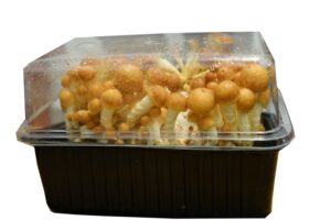 Uprawa łuskwiaka Nameko