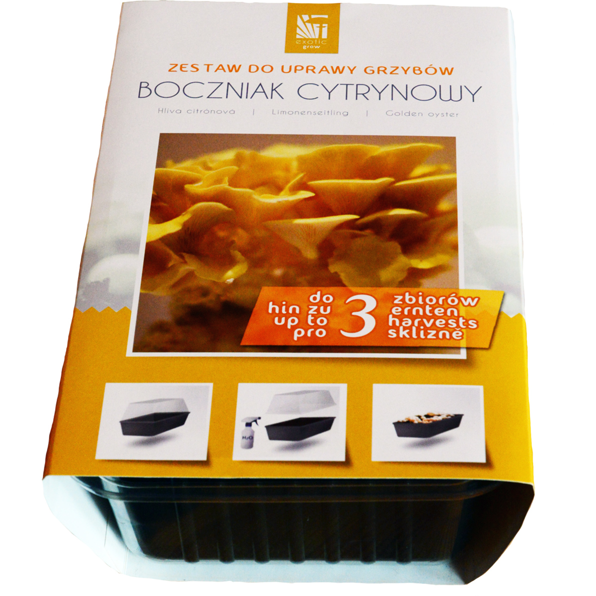 Boczniak cytrynowy (Pleurotus citrinopileatus) podłoże 3 l z miniszklarenką