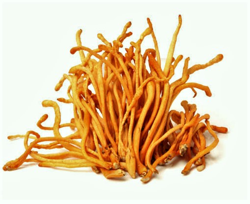 Herbata Cordyceps + Ashwagandha, 20 saszetek - obrazek 3