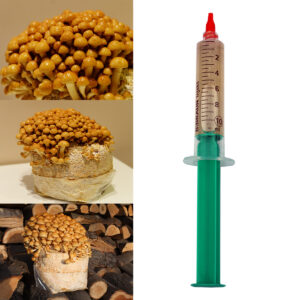 Nameko grzybnia płynna 10 ml, strzykawka