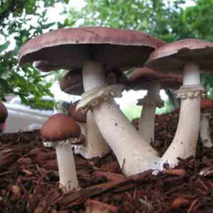 Pierścieniak (Stropharia rugosoannulata) grzybnia ziarnista 1 l