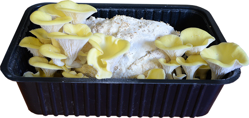Boczniak cytrynowy (Pleurotus citrinopileatus) podłoże 3 l z miniszklarenką - obrazek 4