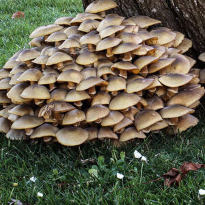 Grzybnia Kuehneromyces mutabilis na ziarnie 1L