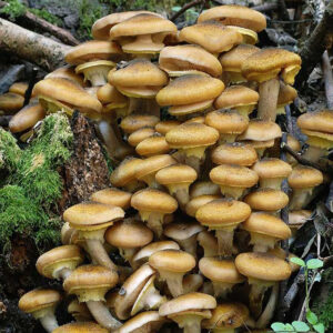 Opieńka miodowa (Armillariella mellea) grzybnia 1L