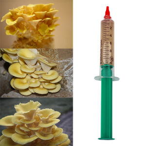 Boczniak cytrynowy grzybnia płynna 10 ml