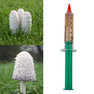 Czernidłak – grzybnia płynna 10 ml