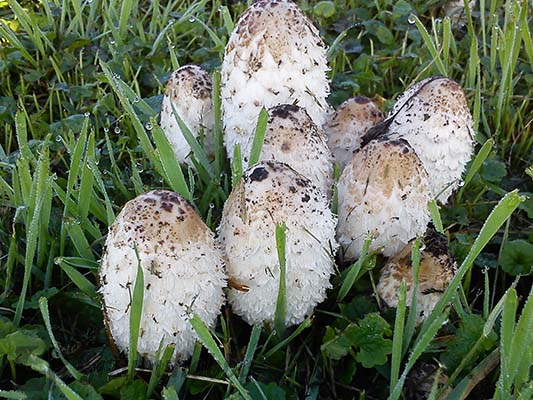 Czernidłak kołpakowaty Coprinus comatus kapsułki BIO 120 szt - obrazek 2