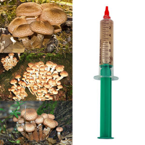 Opieńka miodowa grzybnia płynna 10 ml