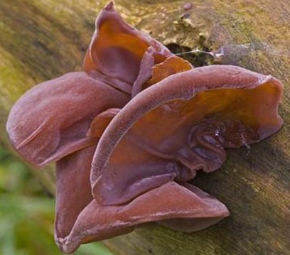 Uszak bzowy Auricularia auricula-judae BIO kapsułki 120 szt - obrazek 2