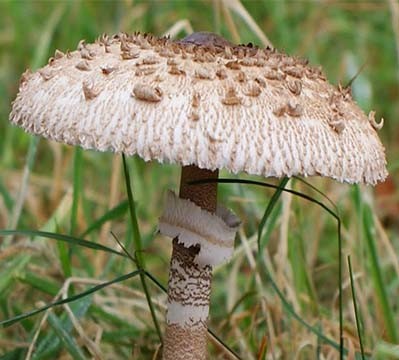 Czubajka kania Marcrolepiota procera grzybnia 750 ml - obrazek 3