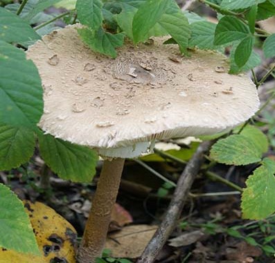 Czubajka kania Marcrolepiota procera grzybnia 750 ml - obrazek 4