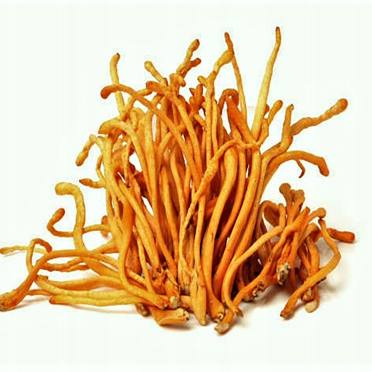 Cordyceps (Maczużnik) podłoże z grzybnią 3kg - obrazek 4