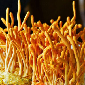 Cordyceps (Maczużnik) podłoże z grzybnią 3kg