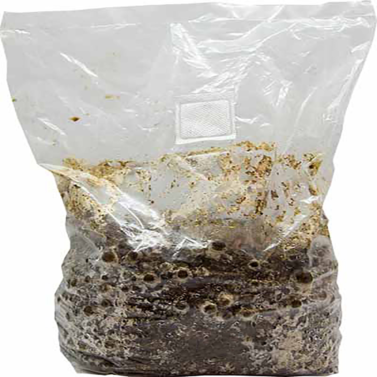 Cordyceps (Maczużnik) podłoże z grzybnią 3kg - obrazek 3