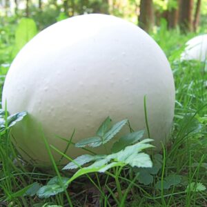 Purchawica olbrzymia, Calvatia gigantea, grzybnia ogrodowa 750 ml