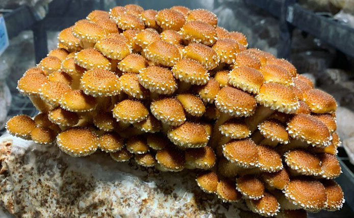 Łuskwiak tłustawy (Pholiota adiposa) — grzybnia na agarze - obrazek 2