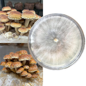 Łuskwiak tłustawy (Pholiota adiposa) — grzybnia na agarze