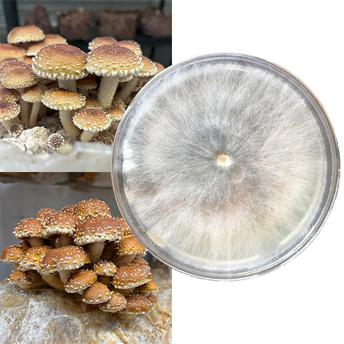 Łuskwiak tłustawy (Pholiota adiposa) — grzybnia na agarze