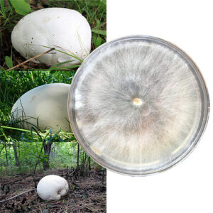 Calvatia gigantea — kultura na szalce Petriego