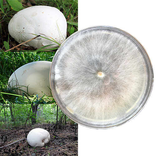 Calvatia gigantea — kultura na szalce Petriego