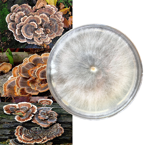 Trametes versicolor — kultura na szalce Petriego