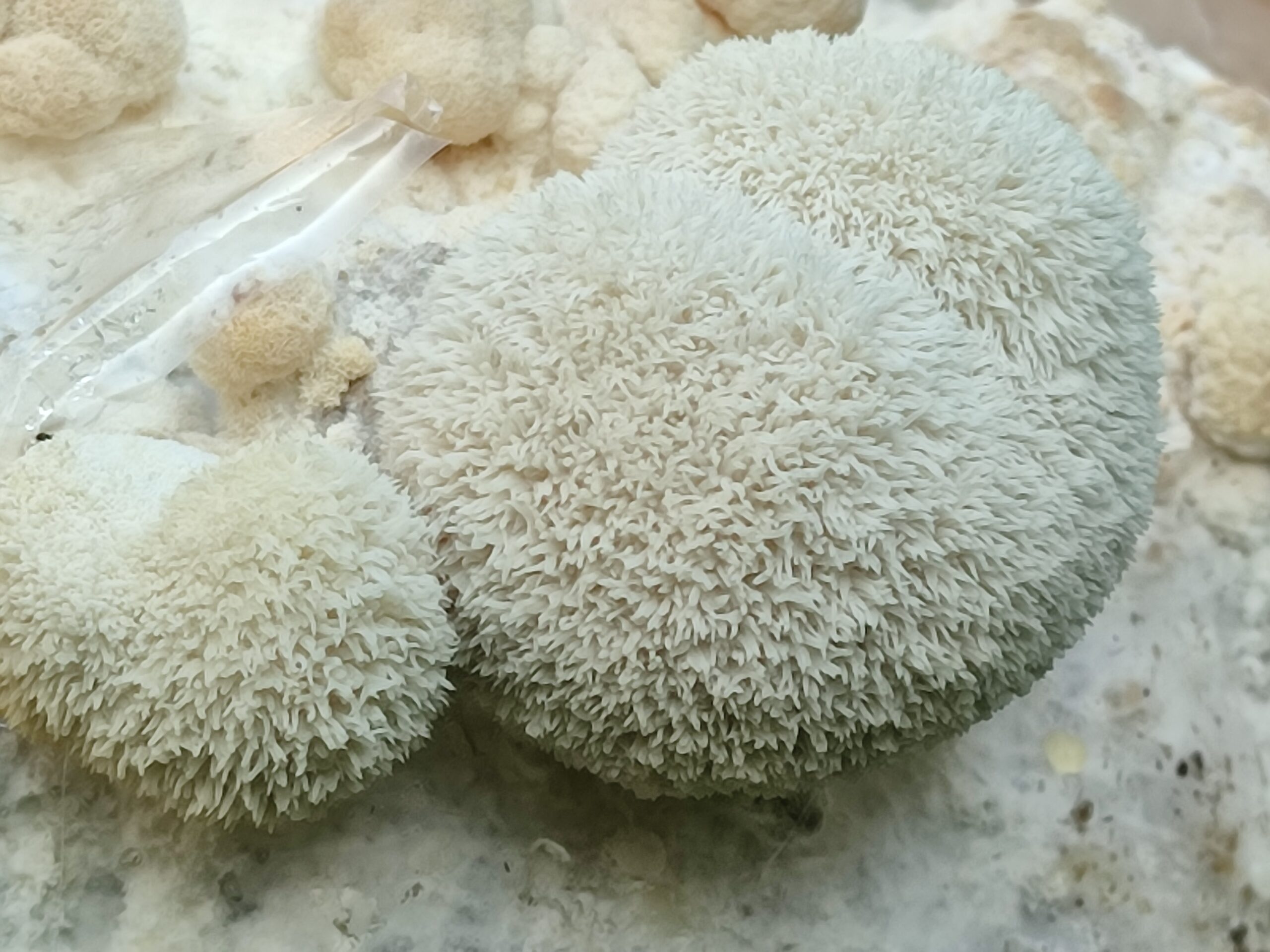 Soplówka jeżowata Hericium erinaceus, zestaw 6 L - obrazek 7