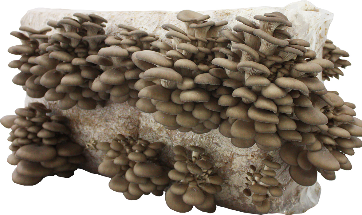 Boczniak ostrygowaty balot i Shiitake 3 l – dwa podłoża - obrazek 3