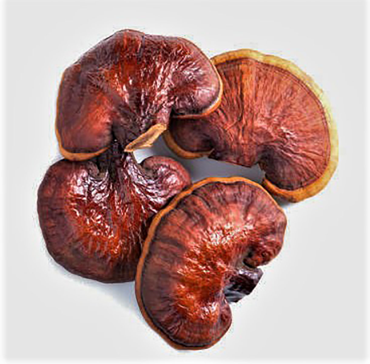 Reishi Ganoderma lucidum – suszone owocniki 100 g - obrazek 5
