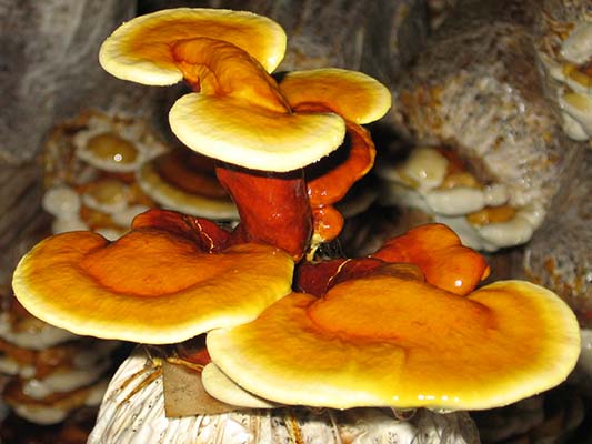 Reishi Ganoderma lucidum – suszone owocniki 100 g - obrazek 4