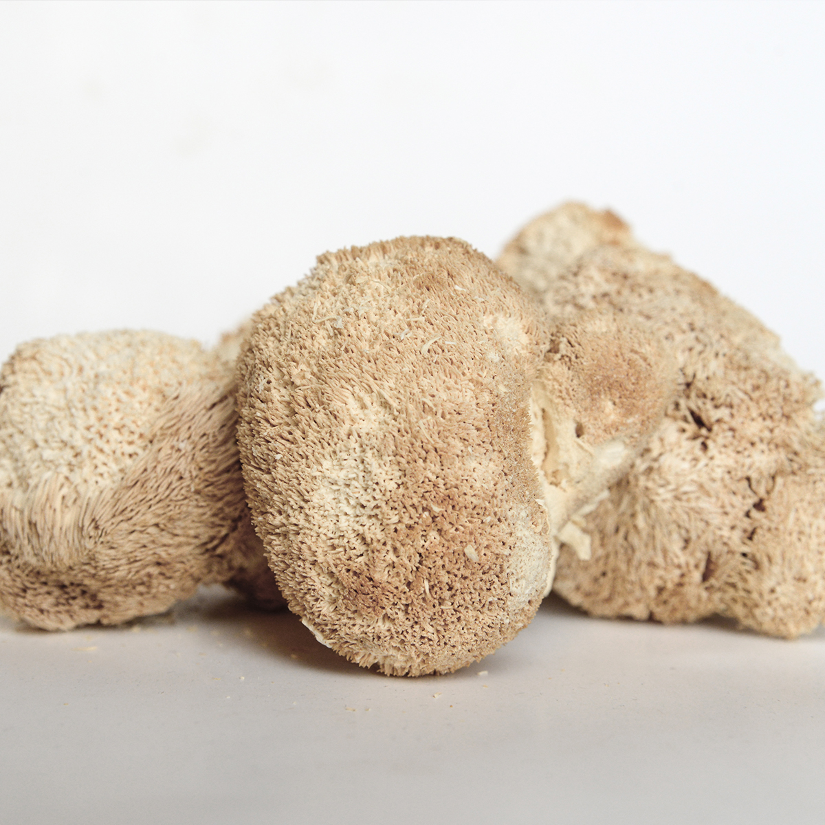 Soplówka jeżowata Hericium erinaceus – proszek z owocników 100 g - obrazek 2