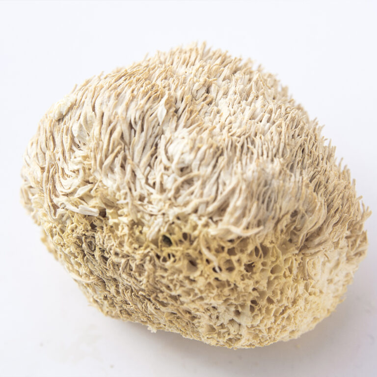 Soplówka jeżowata (Lion’s Mane) – wkład z grzybnią do Grow Boxa - obrazek 10
