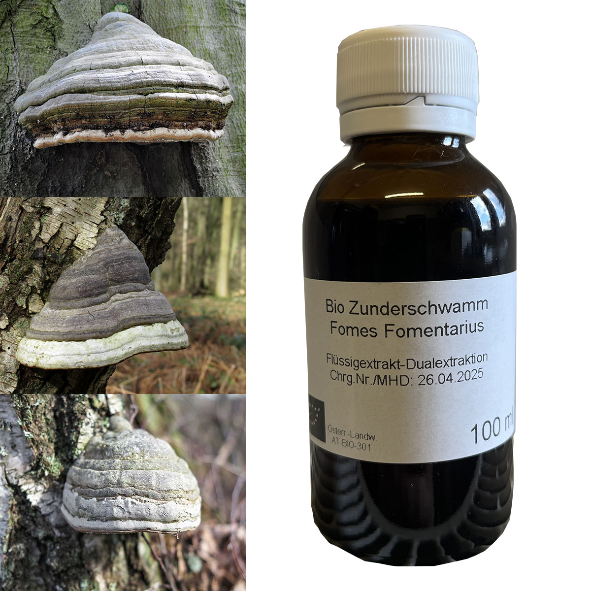 Hubiak pospolity Fomes fomentarius BIO ekstrakt płynny 100 ml