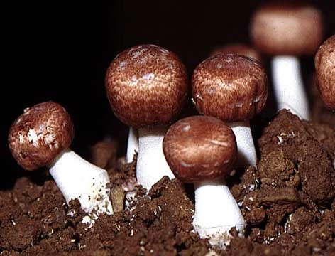 BIO Pieczarka migdałowa Agaricus blazei Murill proszek 100 g - obrazek 2