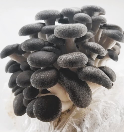 Black Pearl – grzybnia boczniaka do Grow Boxa - obrazek 6