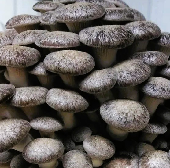 Black Pearl – grzybnia boczniaka do Grow Boxa - obrazek 7