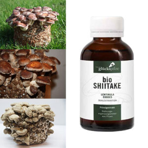 Shiitake Lentinula edodes ekstrakt płynny 100 ml BIO