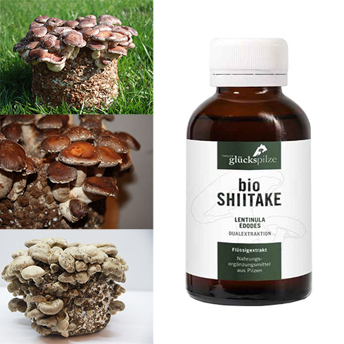 Shiitake Lentinula edodes ekstrakt płynny 100 ml BIO
