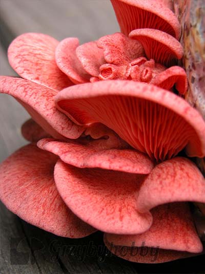 Boczniak różowy Pleurotus djamor